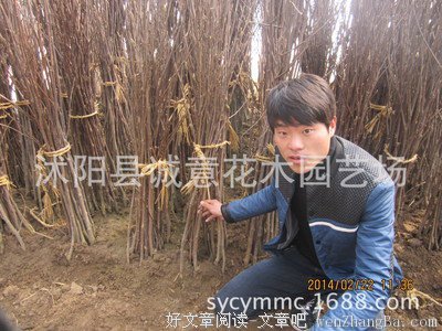 细弱的句子