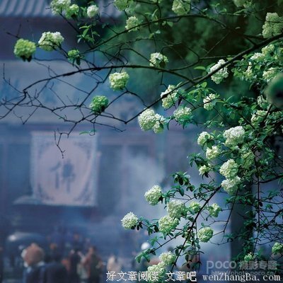 最全的《静心观照》语录摘抄