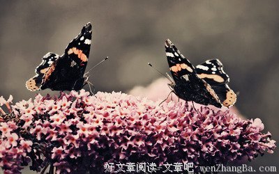 最新的《假如爱有天意》经典句子大全