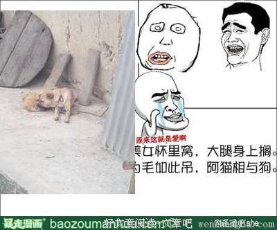 阿狗的名言_关于阿狗的名言