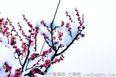 踏雪寻梅格言警句