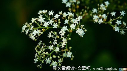 最经典的风之痕精彩语录