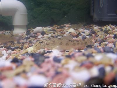 早起去菜场（有图）