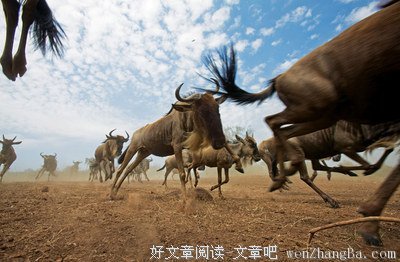 关于哺乳动物的语句