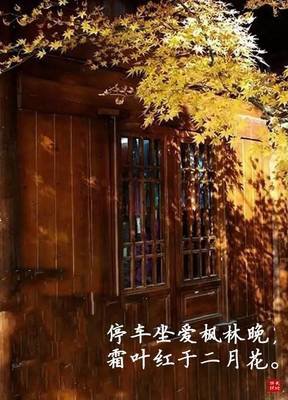 露从今夜白，荷自湖中老——今日白露