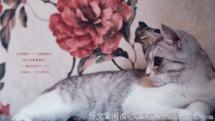 白玫的名句_关于白玫的名句