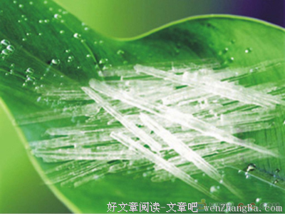 南薄荷15句经典名言