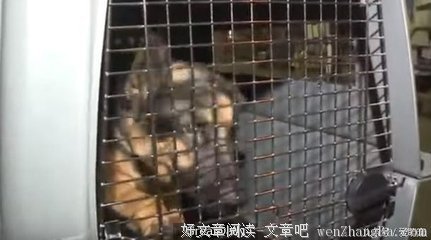 她长得很漂亮，六岁那年烧坏脑子，但是她很幸福