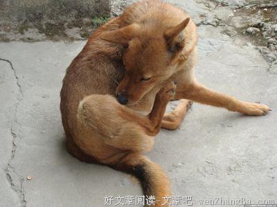 老狗