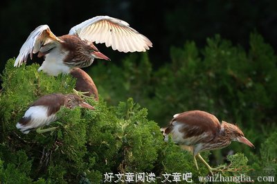 18 . 期盼涛妈回来