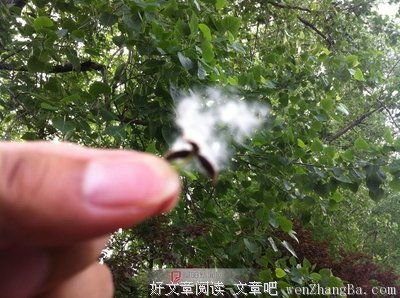 杨絮的语句摘抄_关于杨絮的语句