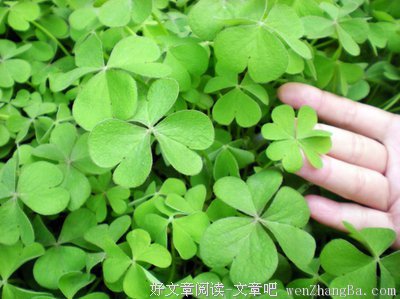 描写令人羡慕的经典句子