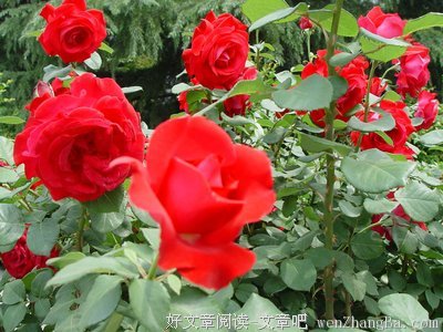 关于发高烧的名言