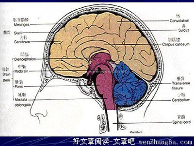 关于中枢神经的名言