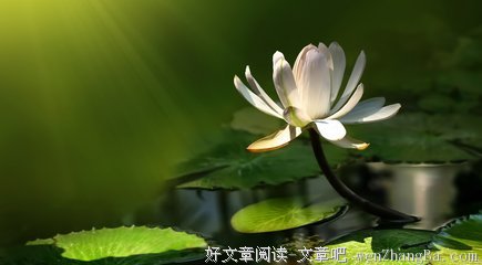 最新的《莲花》经典语句