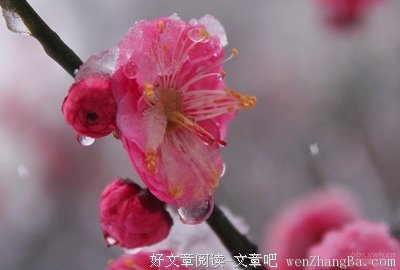 关于梅雪的座右铭
