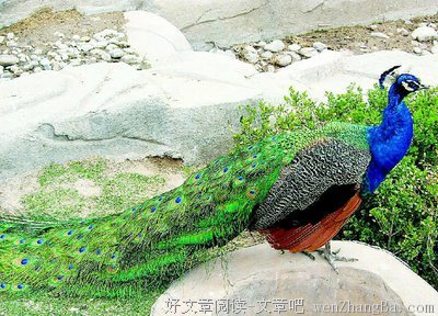 书单丨论动物们究竟如何谈恋爱