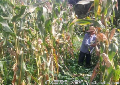 走近玉米地