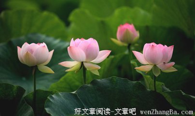 关于独领风骚的名言