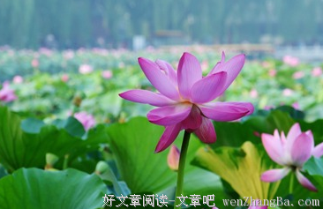 15条关于繁荣的经典语句