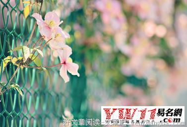 最新的《从你的全世界路过》好段摘抄