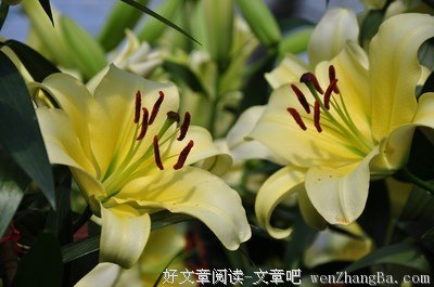 既想我貌美如花，又嫌我花钱买lamer？