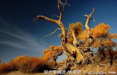 关于善解人意名言名句