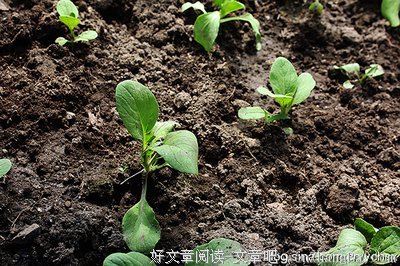 关于小苹的语句