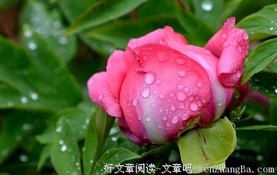 最新的明前雨后经典名句