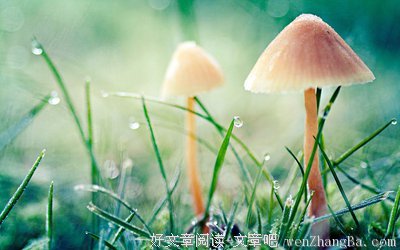 关于满园春色的唯美语录