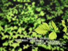 美妙格言警句