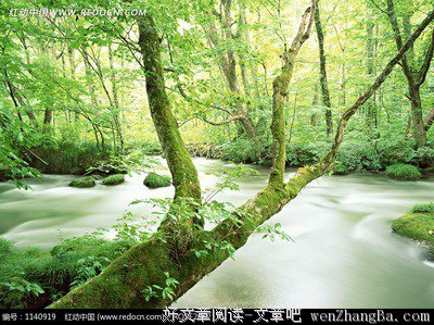 一棵栽在溪水旁的树
