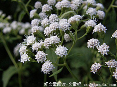 他用开水烫死白蛇，却被蛇淹 死