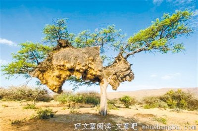 鸟巢旁的外国马秀 选手不满20岁 | 中国人的一天