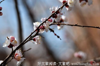 关于柳春花的语句