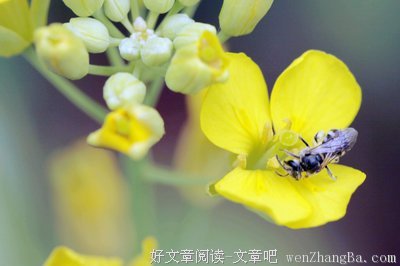 梁山伯的句子