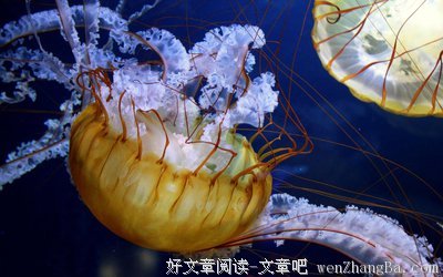 豆瓣9.5，瑰丽神奇的海底世界，梦幻壮丽的视觉大秀，藏在童年心底