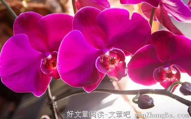 娶二 奶申请书！老婆的批复绝了