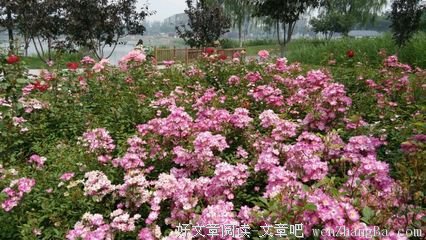 体贴圣灵的乃是生命平安