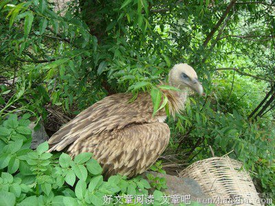 秃鹫的语句摘抄_关于秃鹫的语句