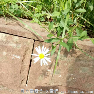 最新的《乖，摸摸头》经典的句子大全