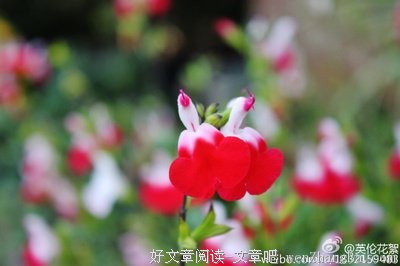 早晨、中午、夜晚的默想 I 每日以马内利