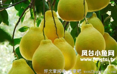 秋冬爱吃柚子的注意了，一张皮就搞定8种病，扔掉亏大了！
