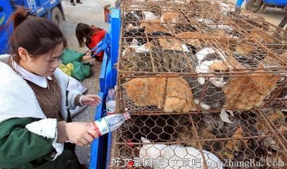 关于家猫名言名句