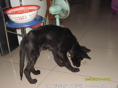 中国，谢谢你宠我