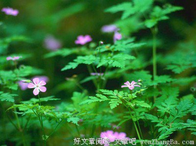 容光精彩语录