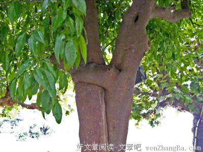 关于搔首弄姿的名言
