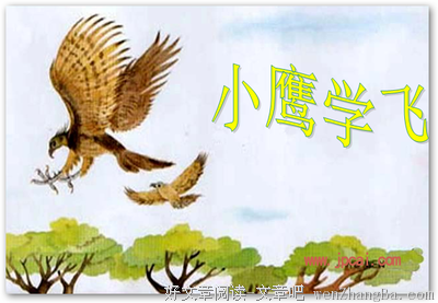 15条关于小鹰的经典语句