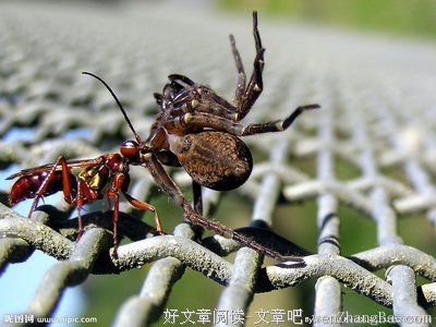 飞禽走兽的名言_关于飞禽走兽的名言