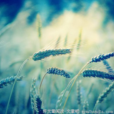 最全的《我亦飘零久》经典名句